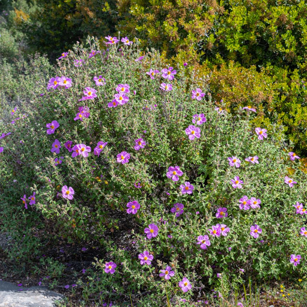 Cistus creticus - Rockrose