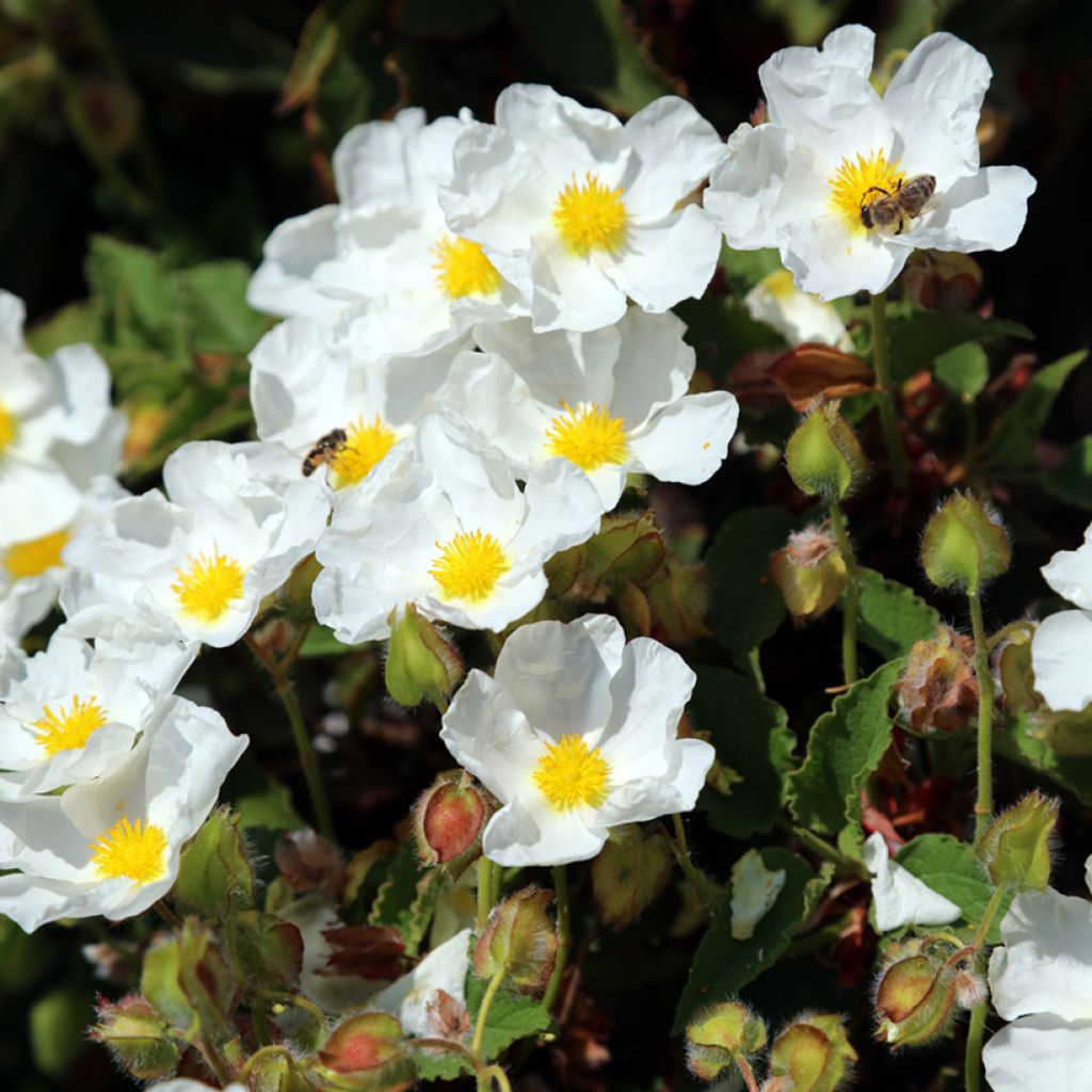 Cistus populifolius - Poplar-leaved Rockrose