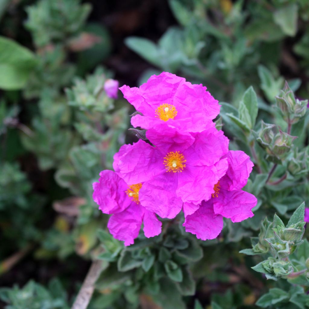 Cistus pulverulentus - Rockrose