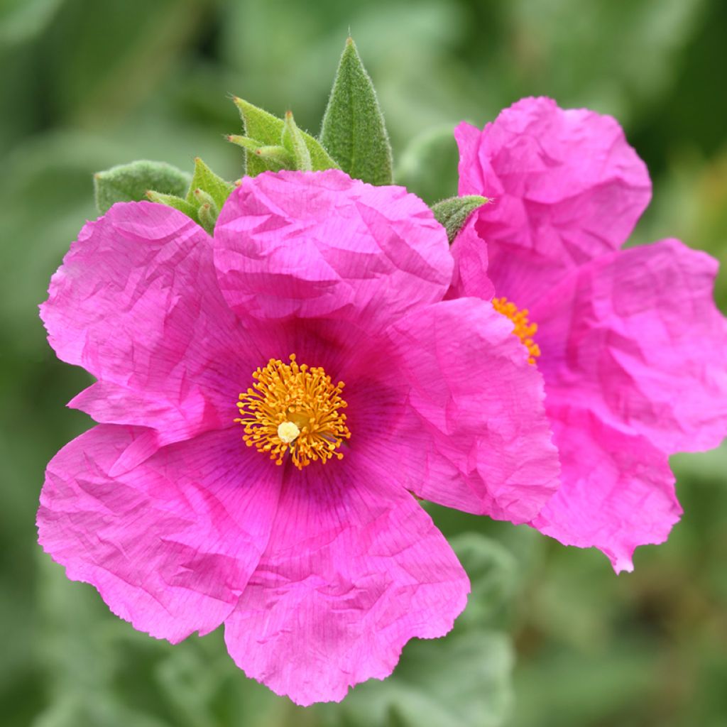 Cistus pulverulentus Sunset - Rockrose