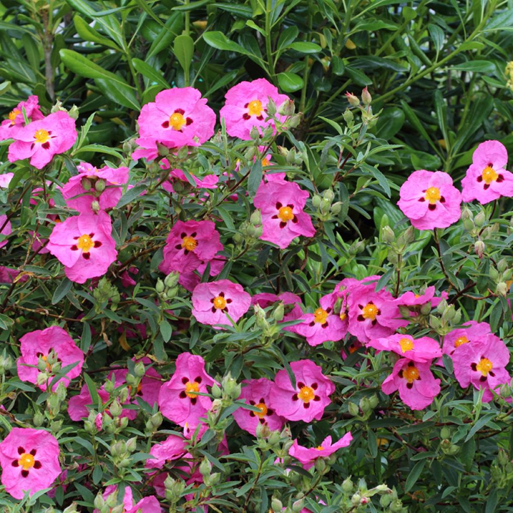 Cistus x purpureus - Rockrose