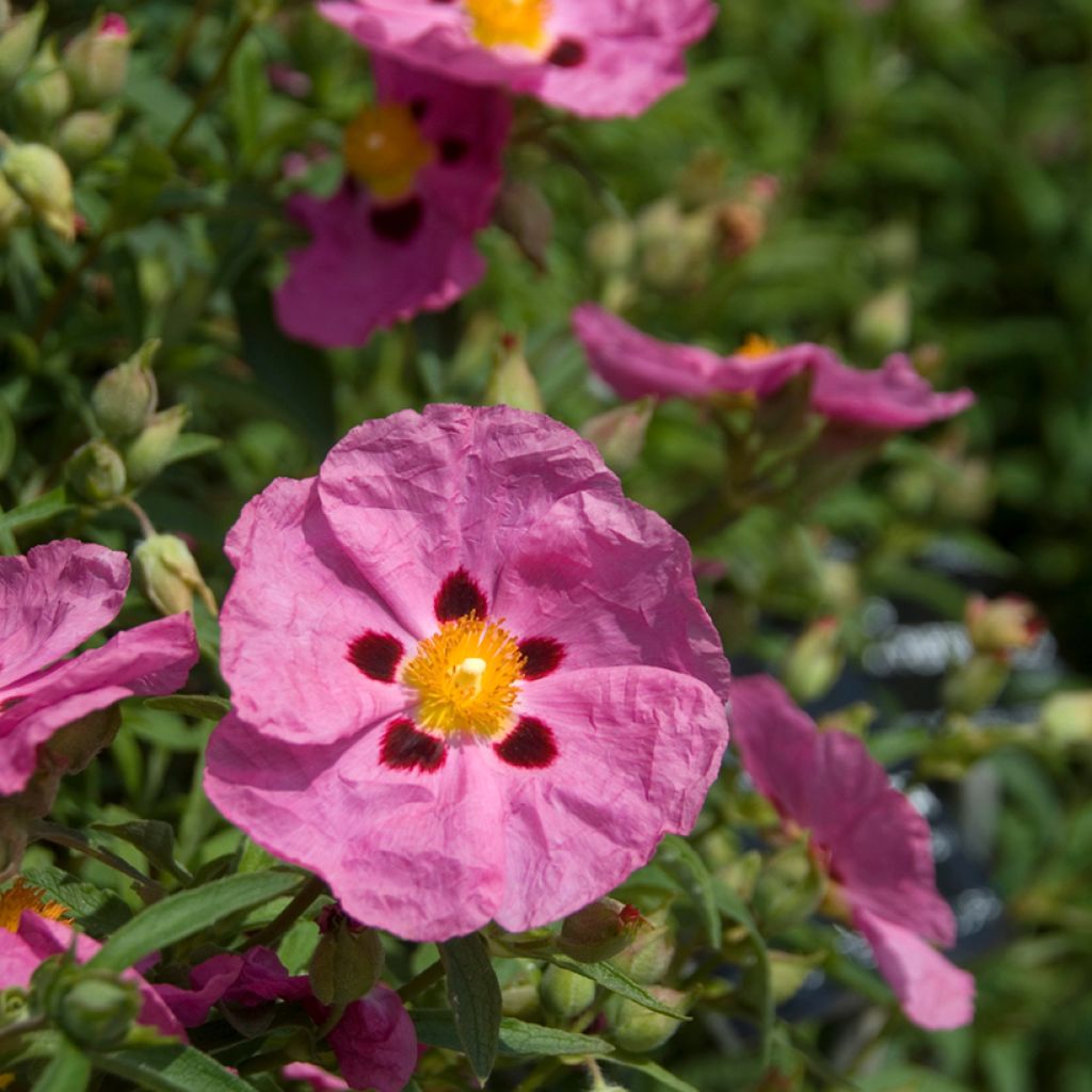 Cistus x purpureus - Rockrose