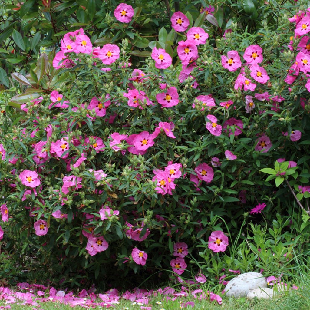 Cistus x purpureus - Rockrose