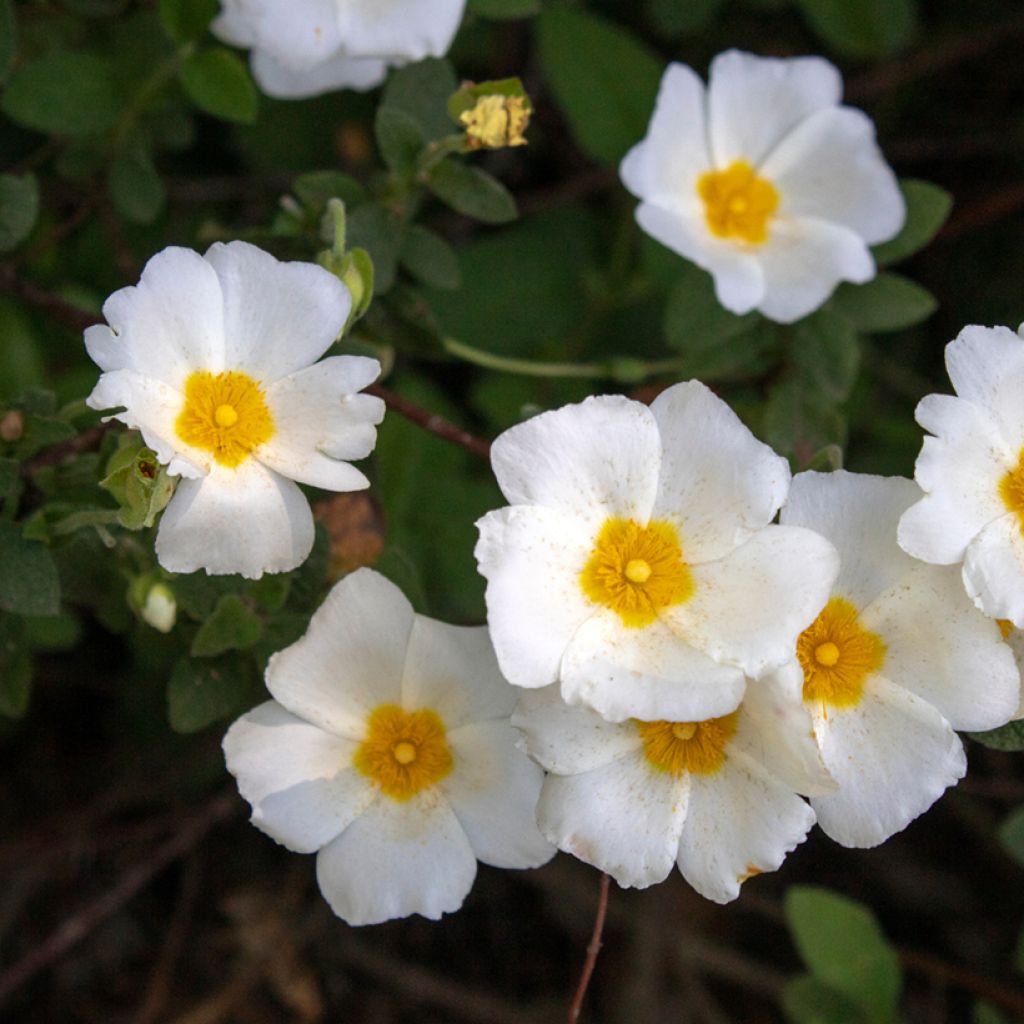 Cistus salviifolius - Rockrose