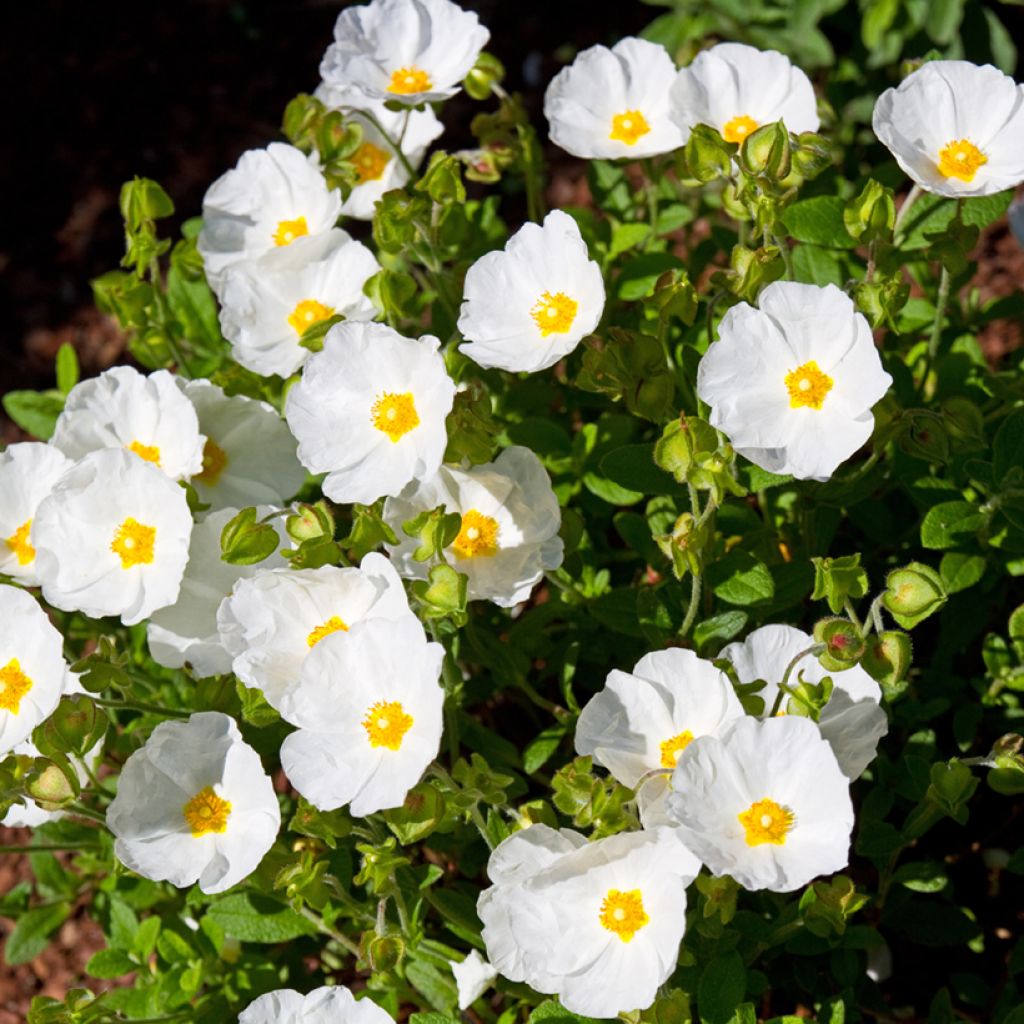 Cistus salviifolius - Rockrose