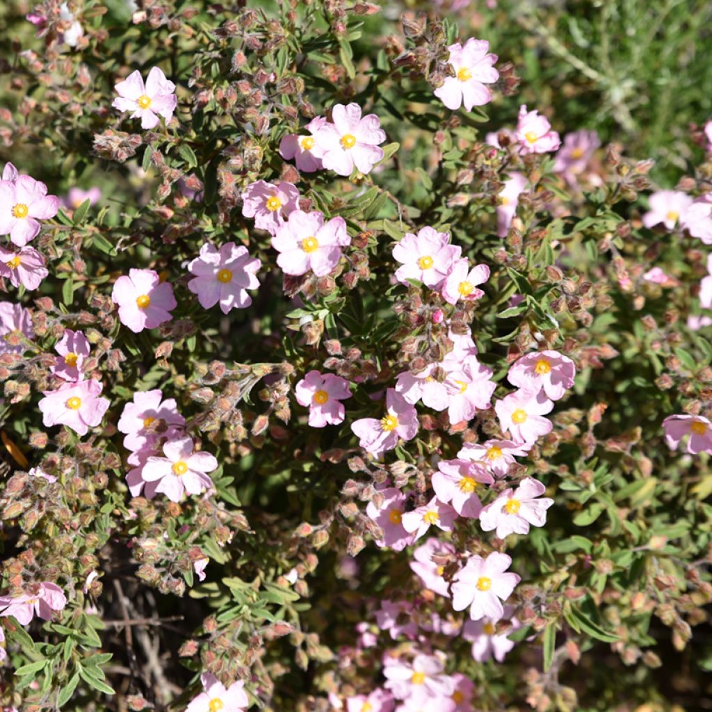 Cistus x skanbergii - Rockrose