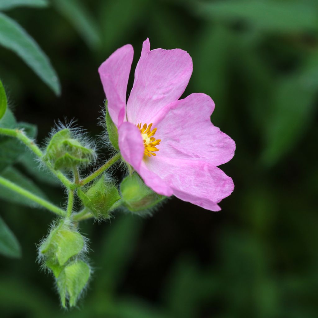 Cistus x skanbergii - Rockrose