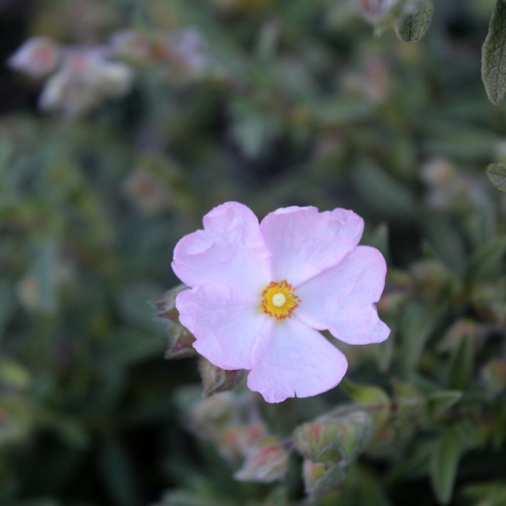 Cistus x skanbergii - Rockrose