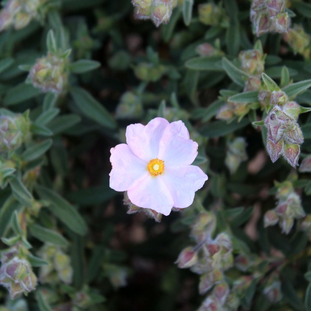 Cistus x skanbergii - Rockrose