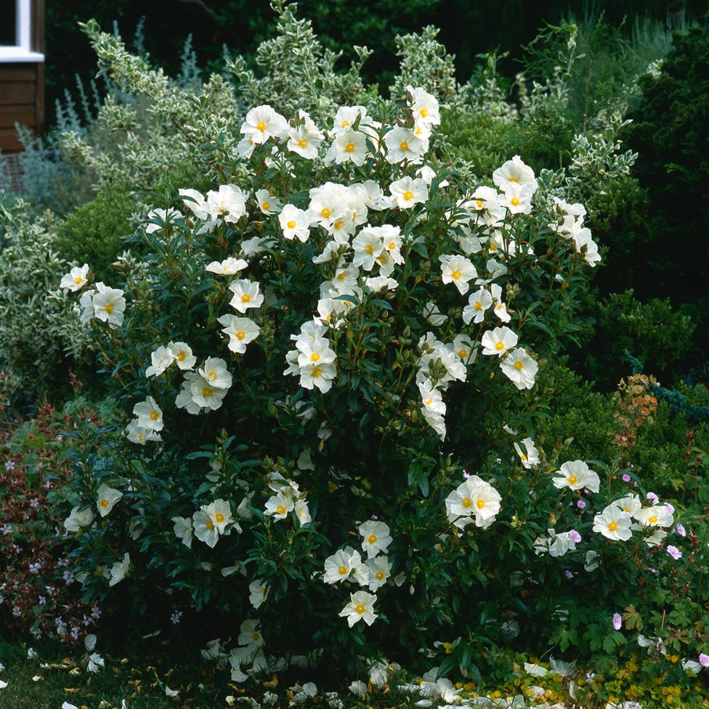 Cistus x florentinus Repens - Ciste