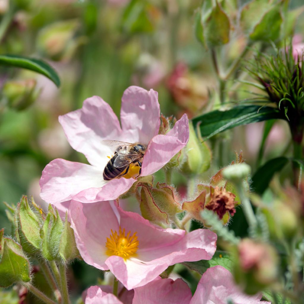 Cistus Grayswood Pink