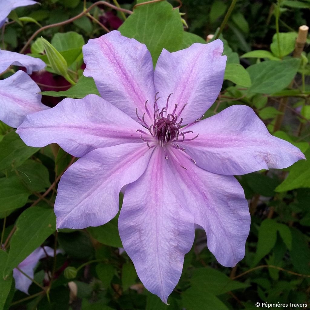 Clematis Moonfleet 