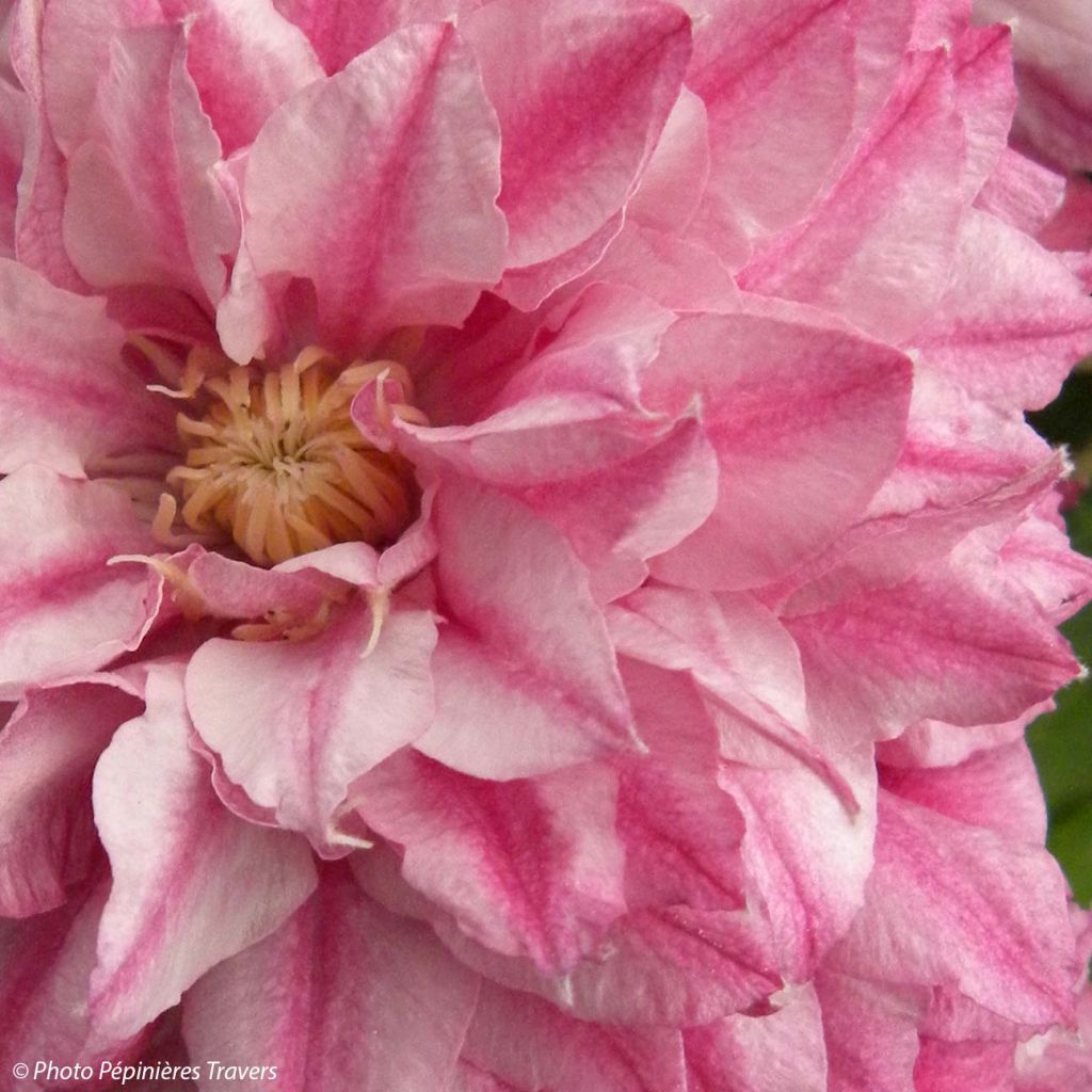 Clematis Patricia Ann Fretwell