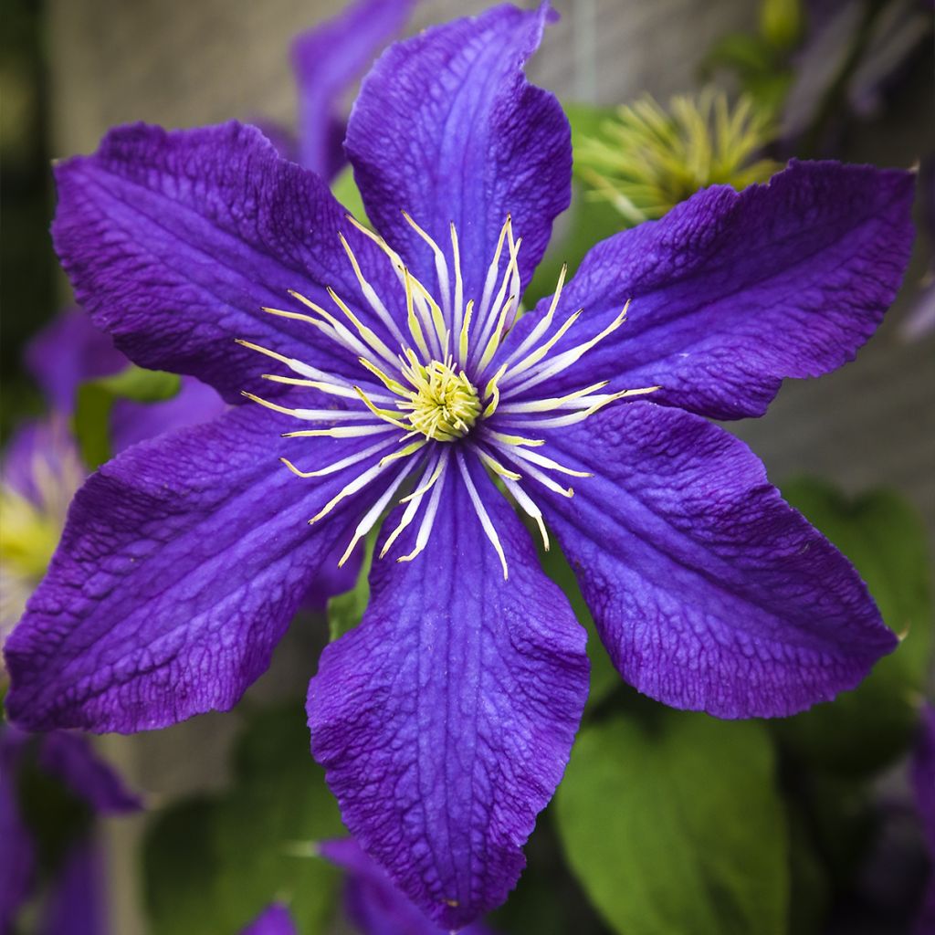 Clematis patens Rhapsody