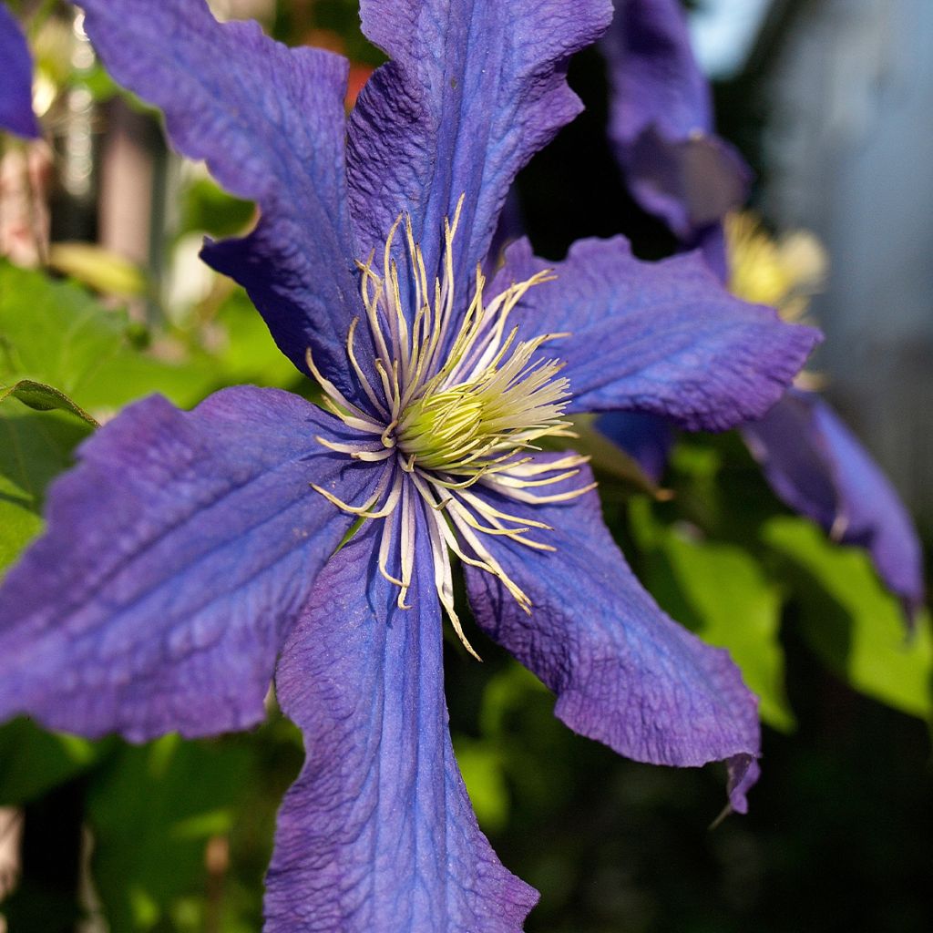 Clematis patens Rhapsody