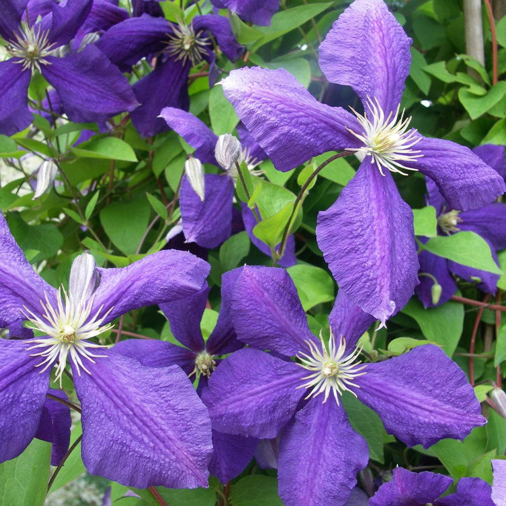 Clematis patens Rhapsody