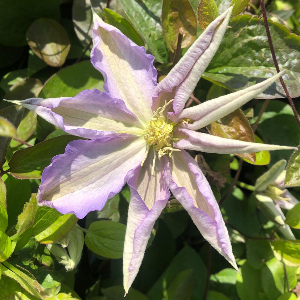 Clematis Thyrislund