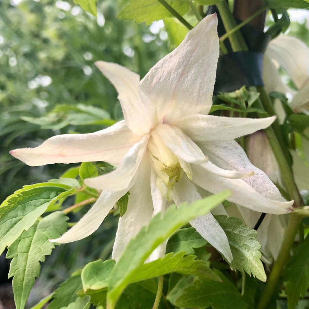 Clématite - Clematis alpina Albina Plena