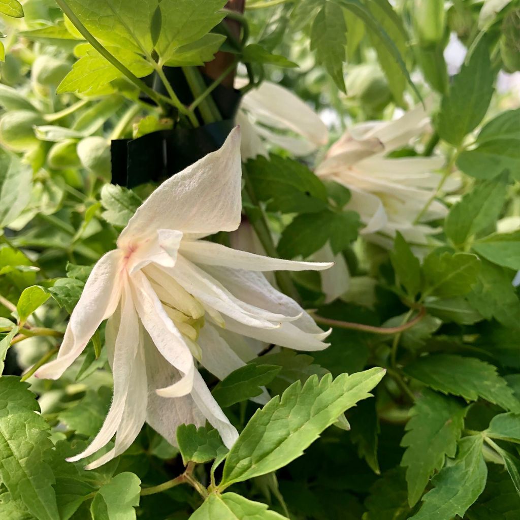 Clematis atragene alpina Plena