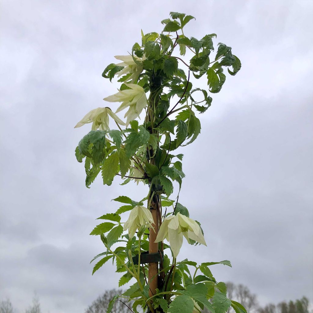 Clematis atragene alpina Plena