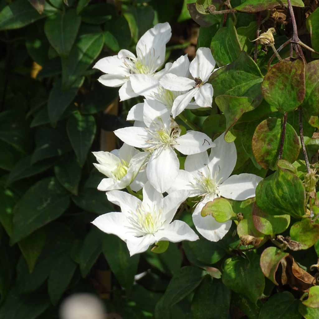 Clematis integrifolia Baby Star 'Zobast'