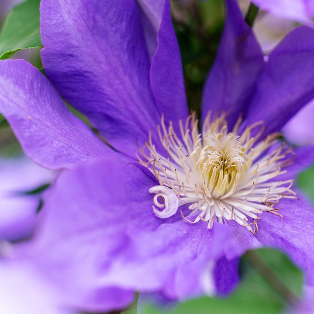 Clematis patens Royal Crown