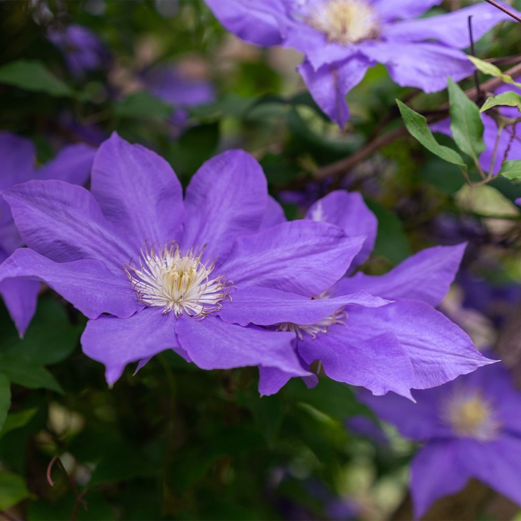 Clematis patens Royal Crown