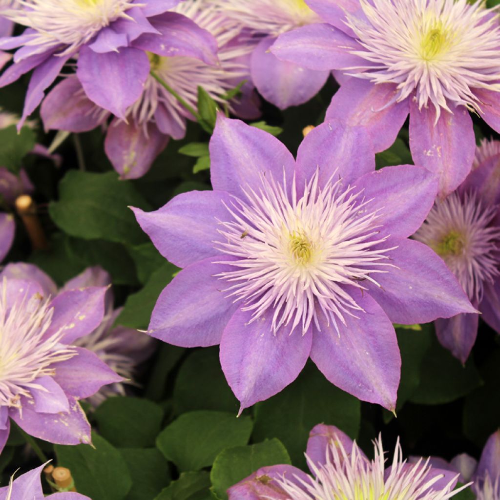 Clematis patens Crystal Fountain