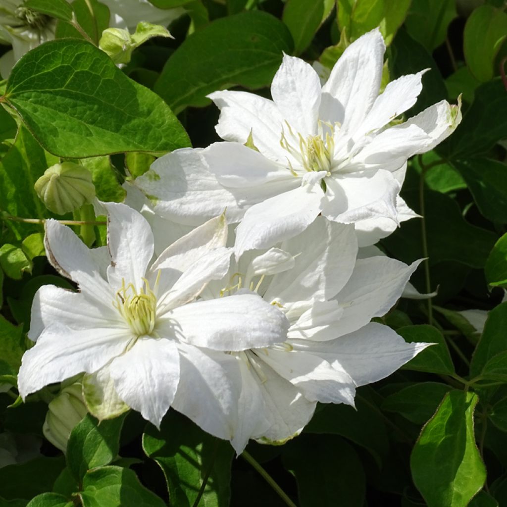 Clematis patens Dancing Dorien 