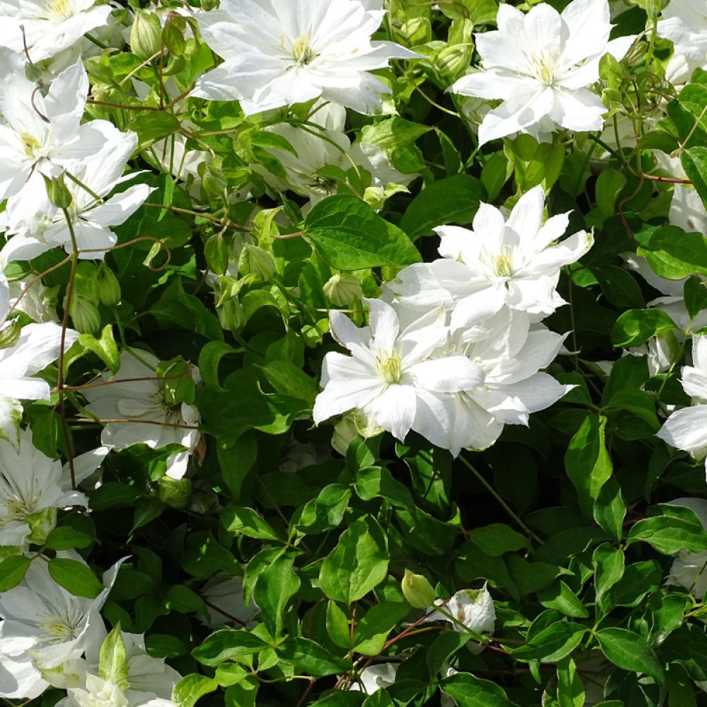 Clematis patens Dancing Dorien 