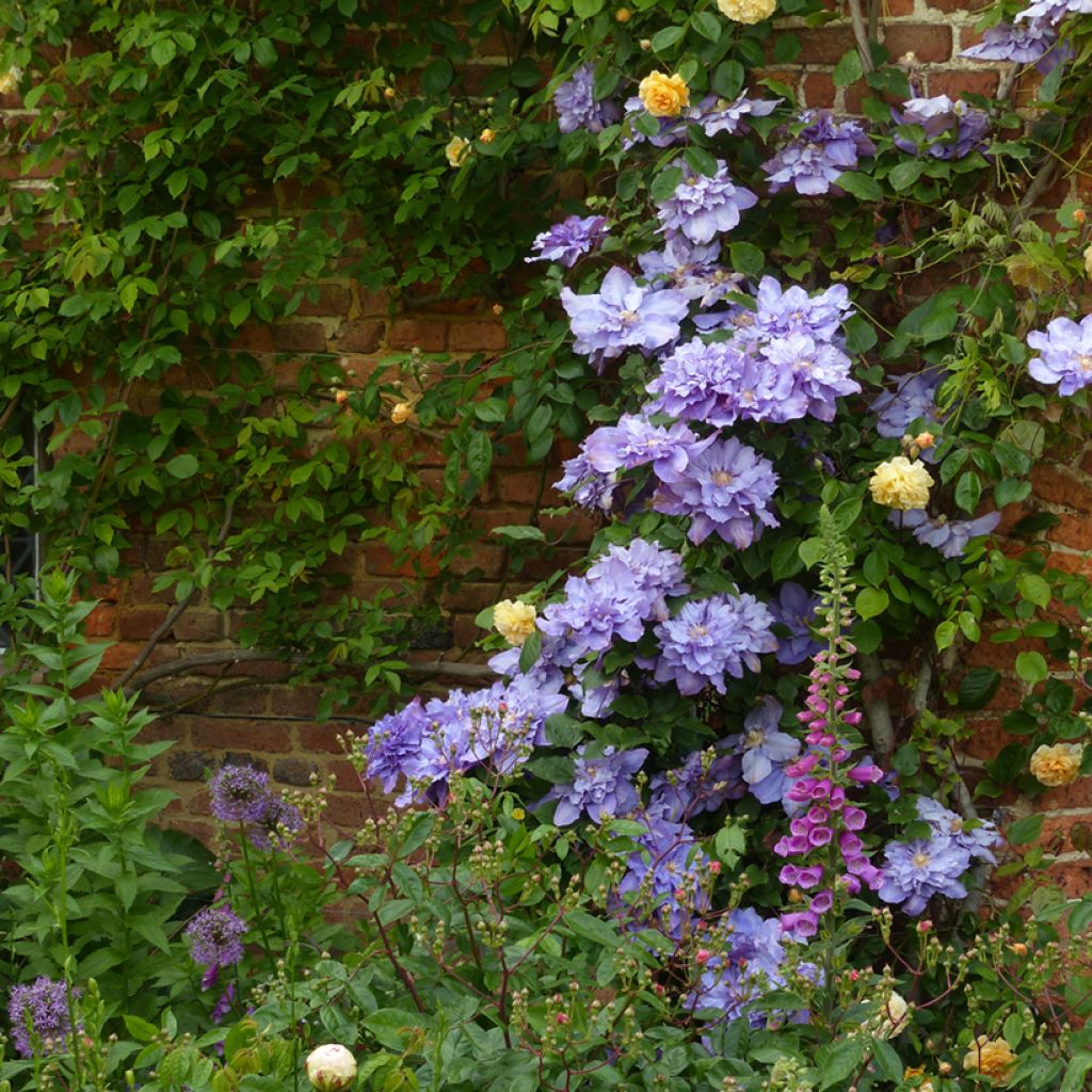 Clematis patens Diamantina