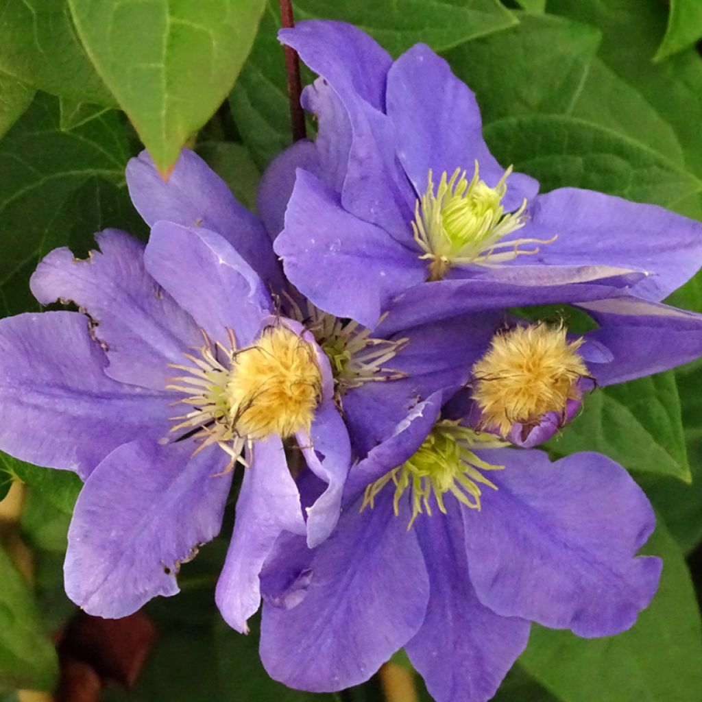 Clematis patens Fujimusume