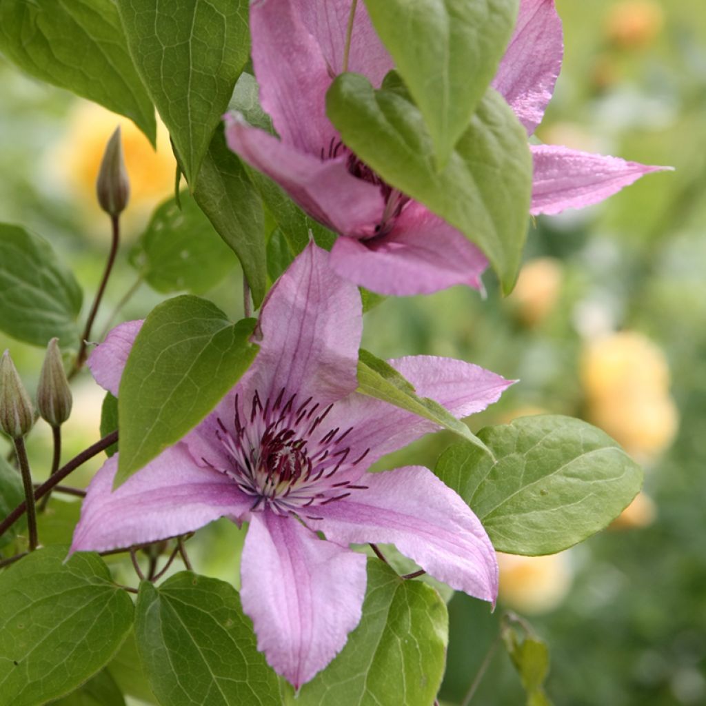 Clematis patens Hagley Hybrid