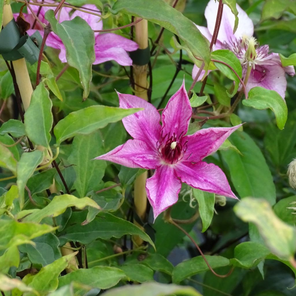 Clematis patens Isabella (Zo12220)