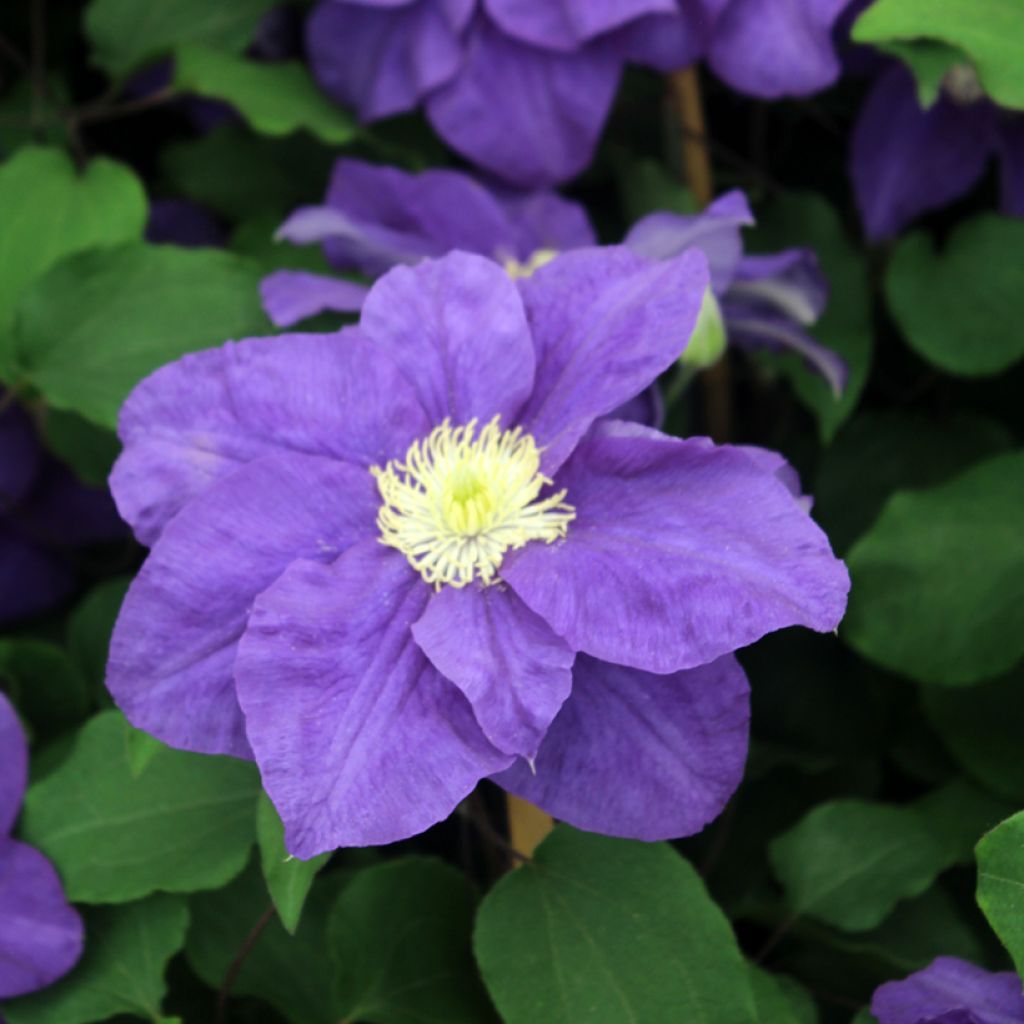 Clematis patens Kingfisher