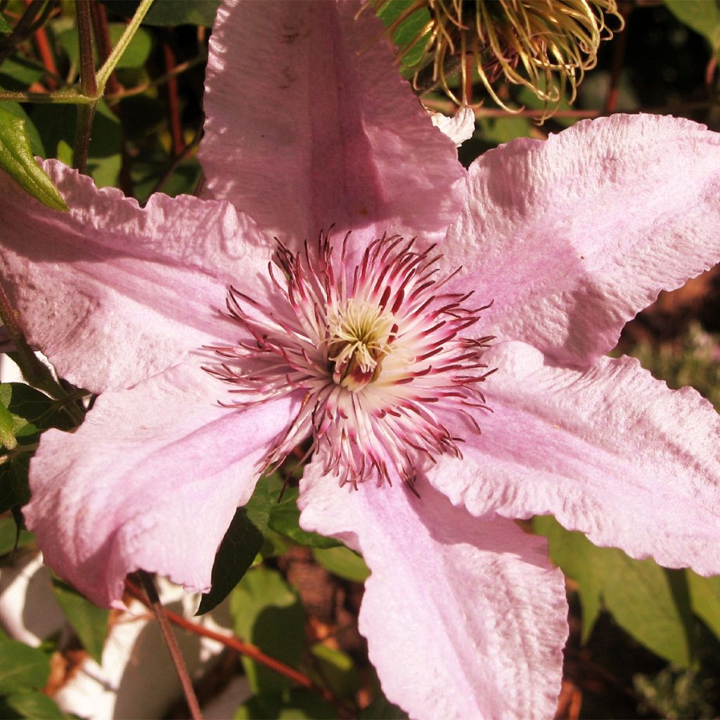 Clematis Marmori