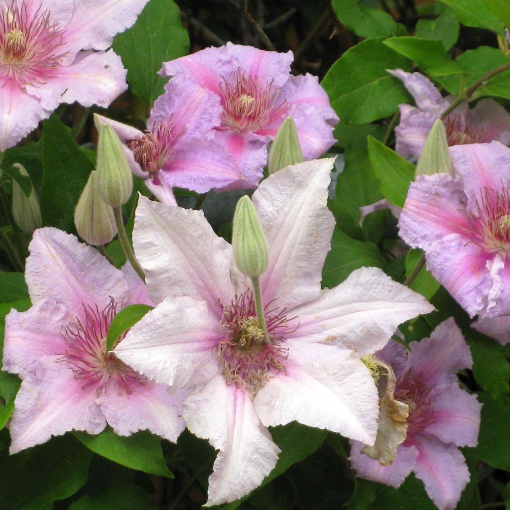 Clematis Marmori