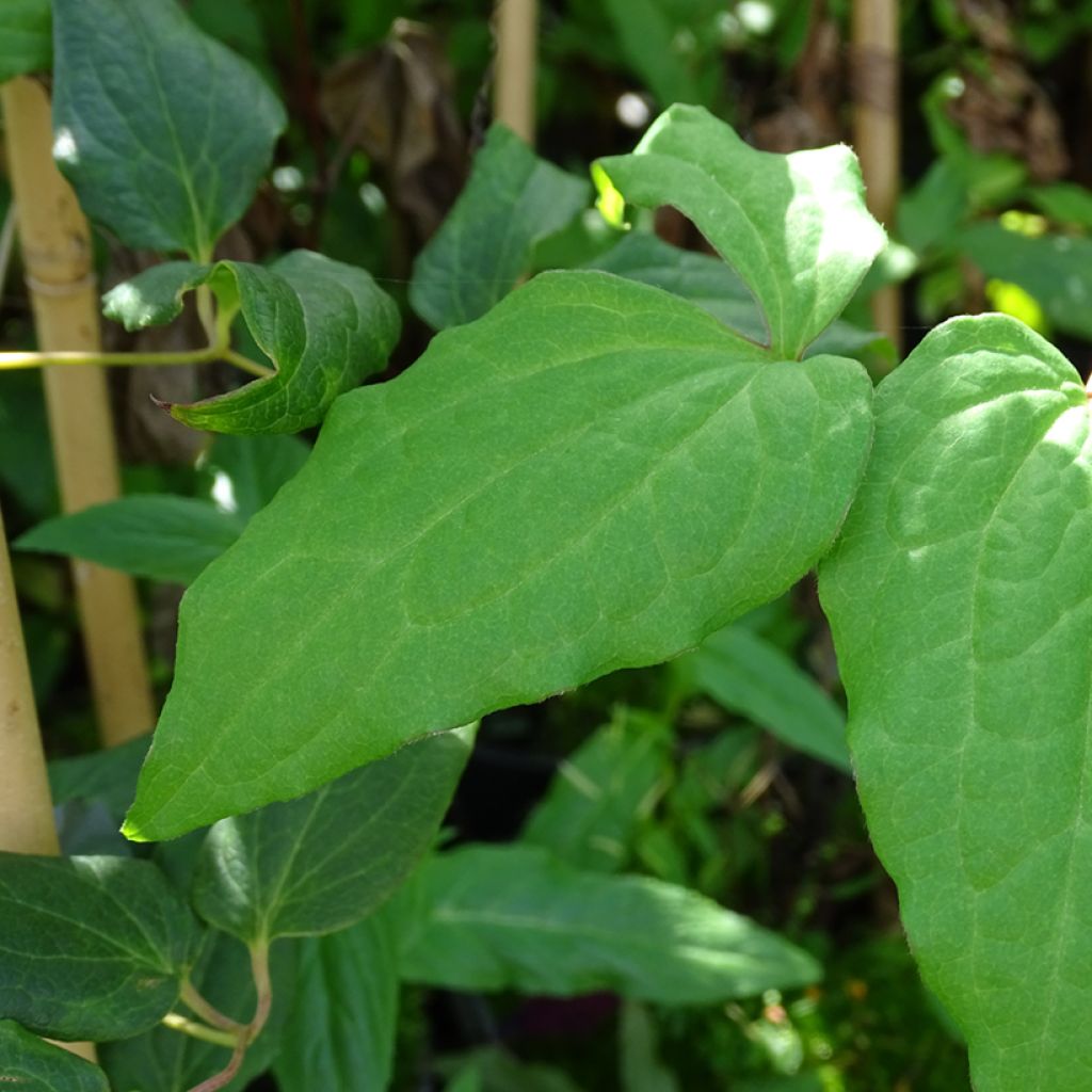 Clematis Niobe