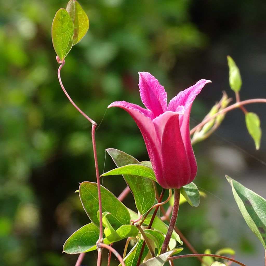 Clematis texensis Princess Diana - Scarlet Leather Flower