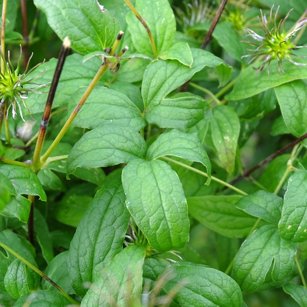 Clematis viticella Rosalyn