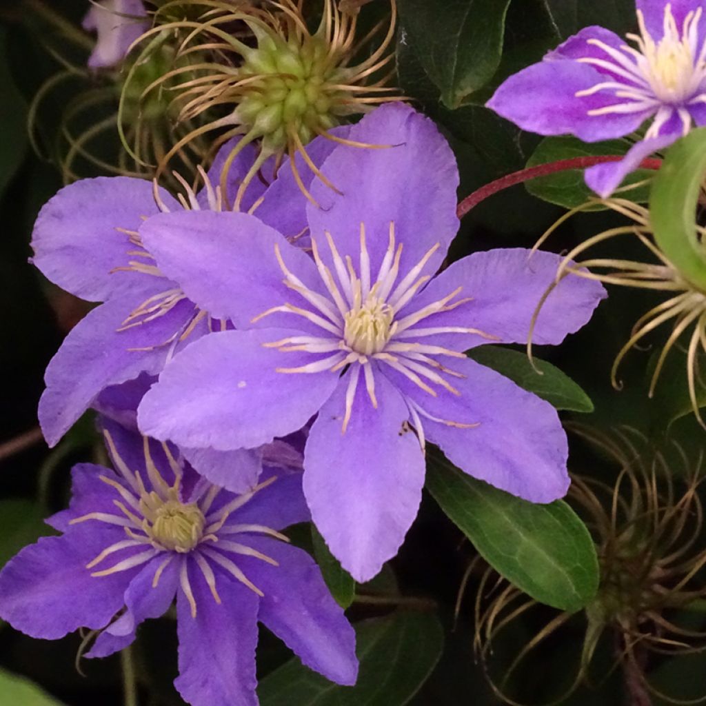 Clematis viticella Justa