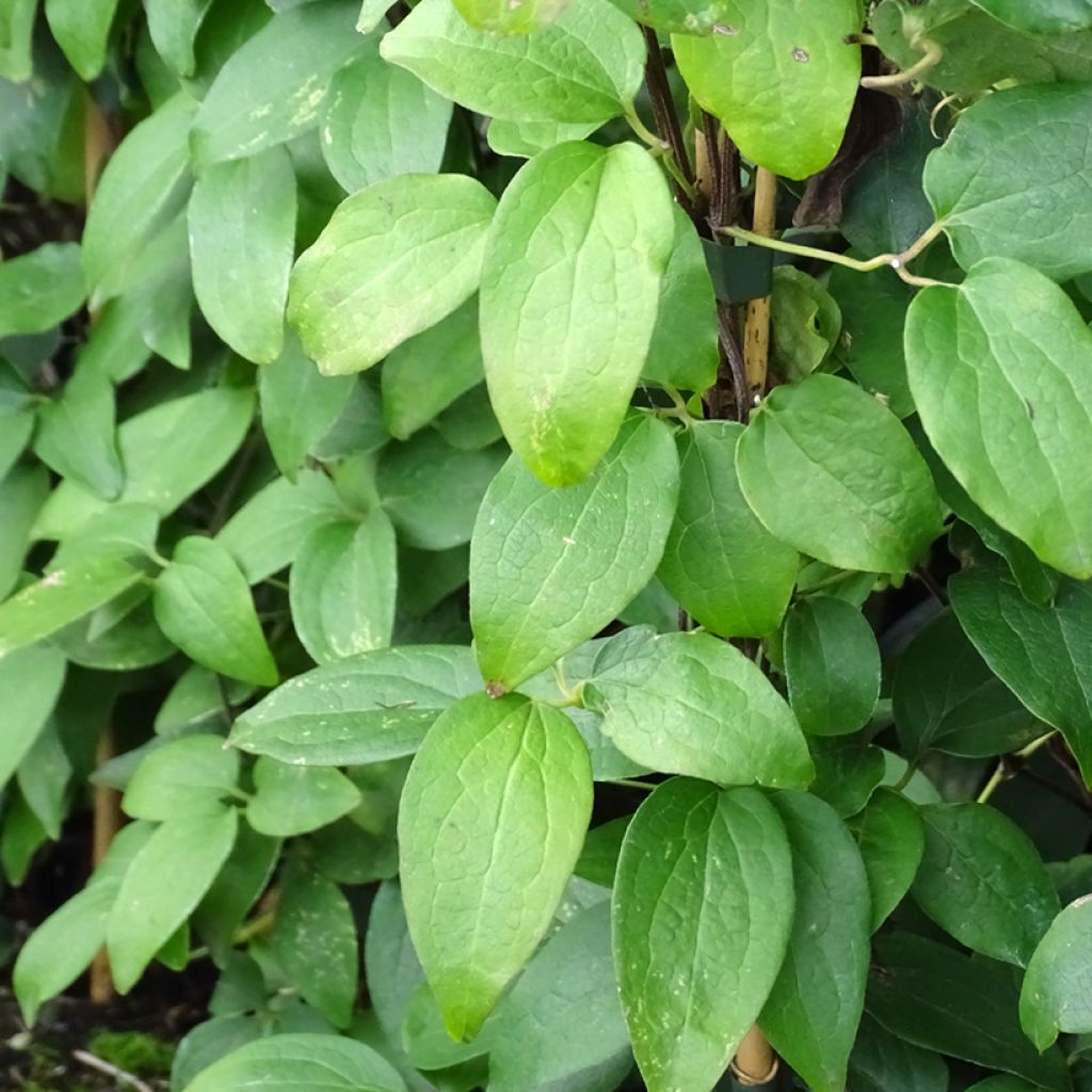 Clematis viticella Justa