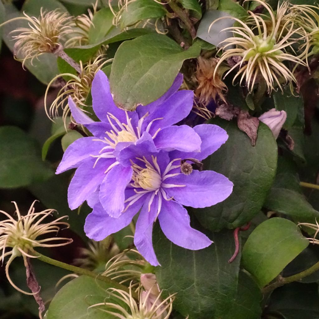 Clematis viticella Justa