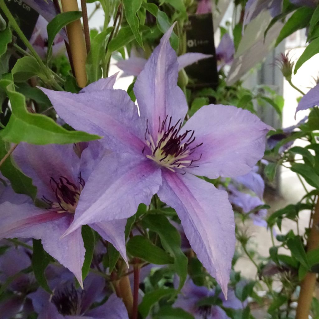 Clematis Proud Mary