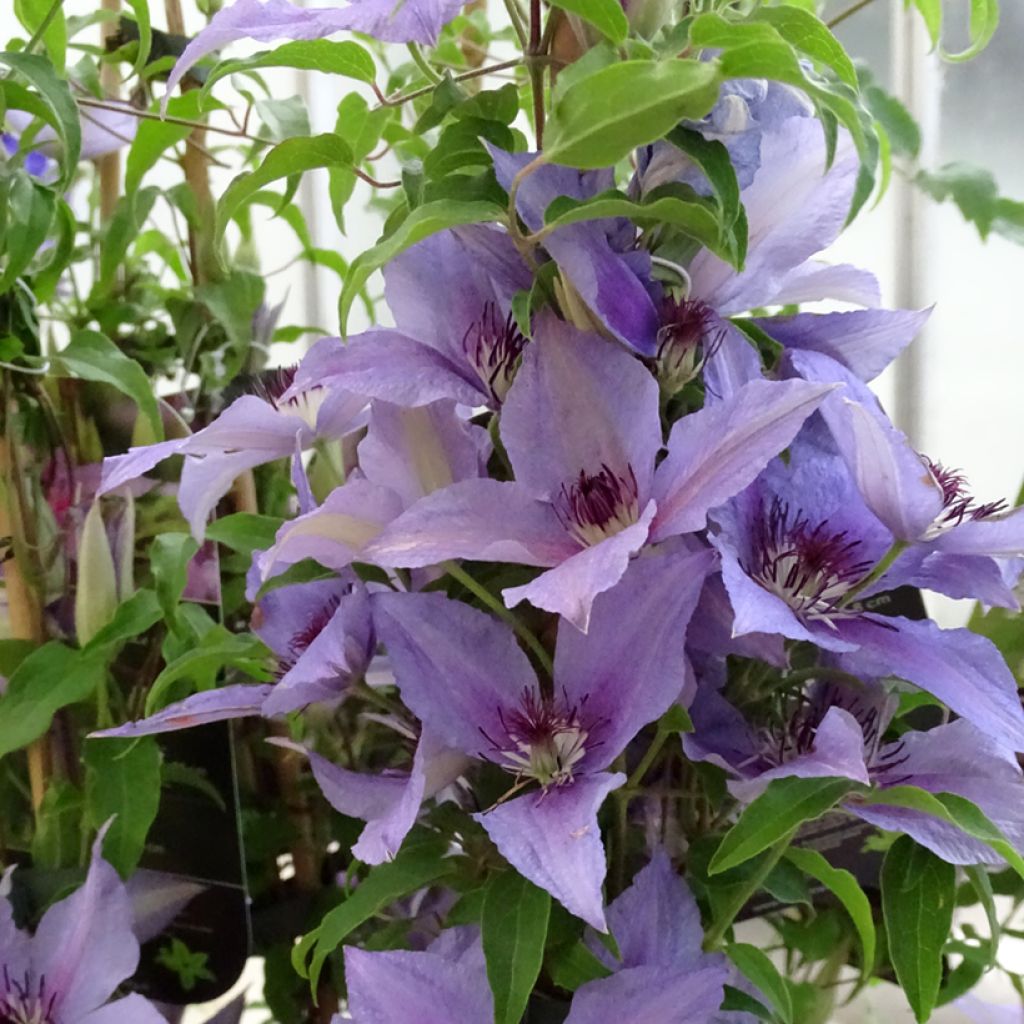 Clematis Proud Mary