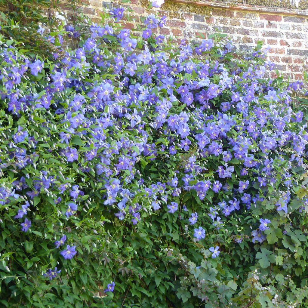 Clematis x viticella Perle d'Azur