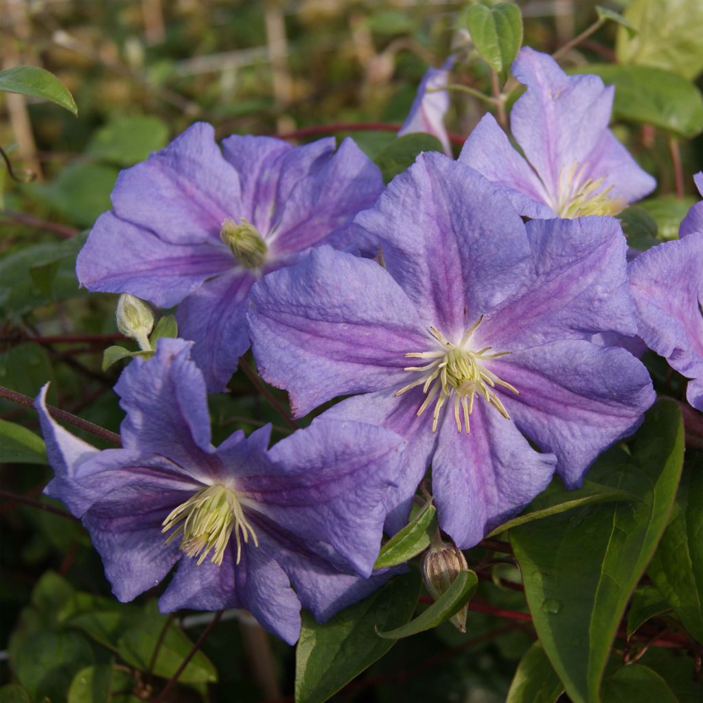 Clematis x viticella Perle d'Azur