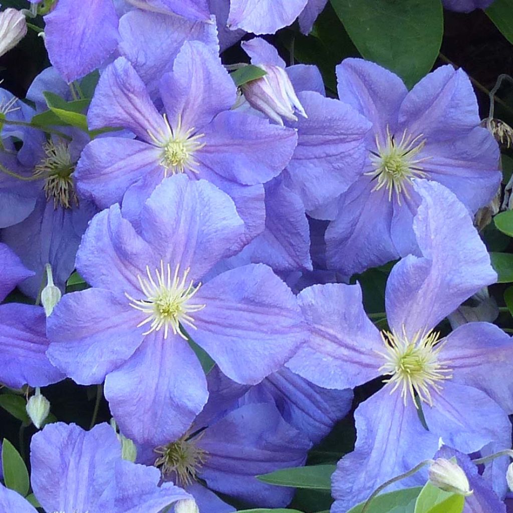 Clematis x viticella Perle d'Azur