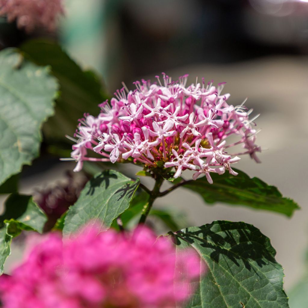 Clerodendrum bungei