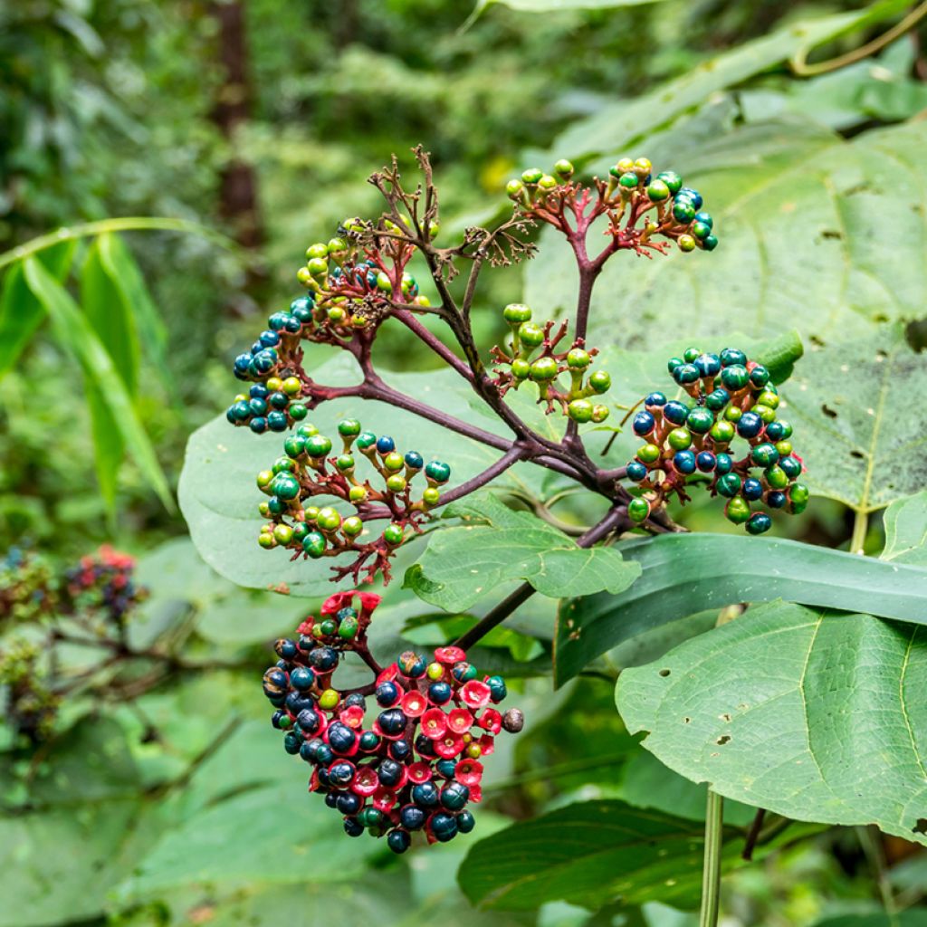 Clerodendrum bungei